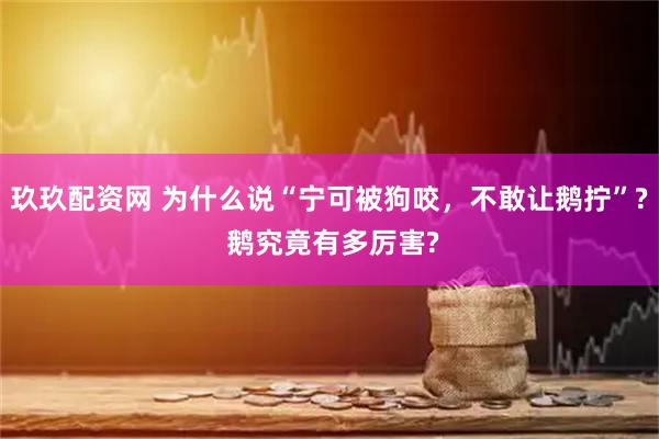 玖玖配资网 为什么说“宁可被狗咬，不敢让鹅拧”? 鹅究竟有多厉害?
